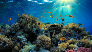 3d-štampani-koralni-greben–spas-za-ekosistem-u-izumiranju