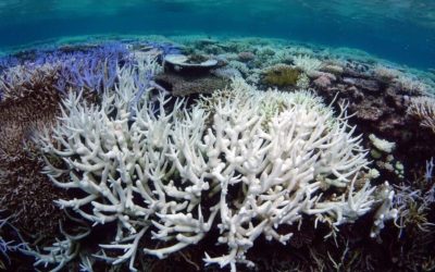 3d štampani koralni greben – spas za ekosistem u izumiranju