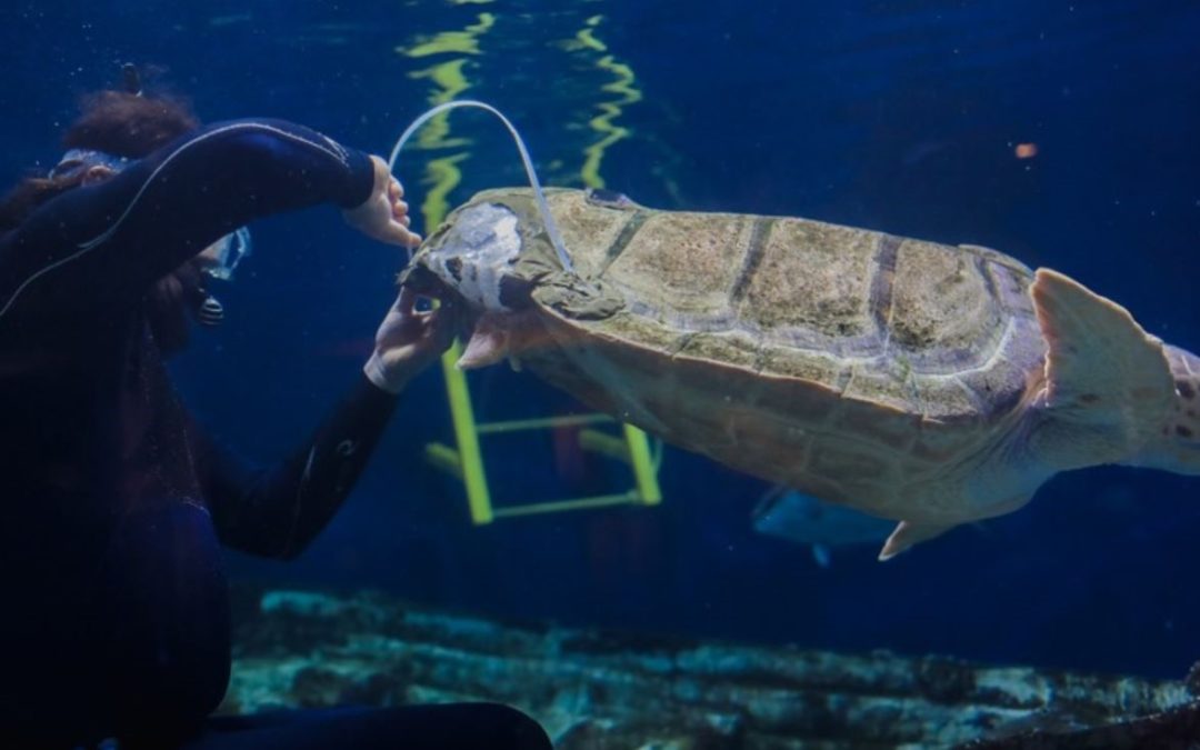 3d štampane proteze spasiće morsku kornjaču